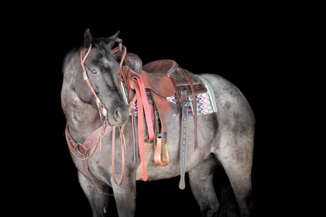 HorseID: 2287438 Rowdy - PhotoID: 1064615