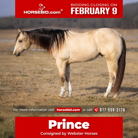 HorseID: 2287439 UCAN CALL ME MISTER - PhotoID: 1064618