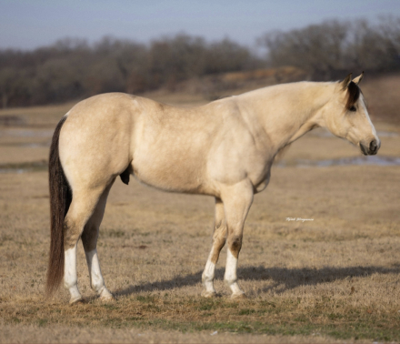 HorseID: 2287439 UCAN CALL ME MISTER - PhotoID: 1064619