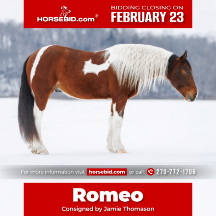 HorseID: 2287441 Romeo - PhotoID: 1064622