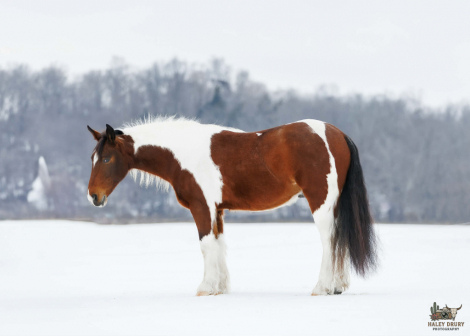 HorseID: 2287441 Romeo - PhotoID: 1064623