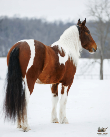 HorseID: 2287441 Romeo - PhotoID: 1067947