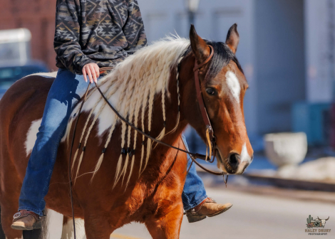 HorseID: 2287441 Romeo - PhotoID: 1067948