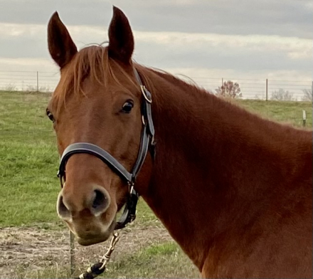 HorseID: 2287656 Skip n Shae - PhotoID: 1064904