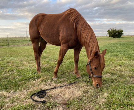 HorseID: 2287656 Skip n Shae - PhotoID: 1064905