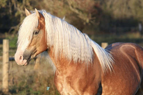 HorseID: 2288371 PAL - PhotoID: 1066750