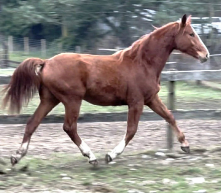 HorseID: 2289658 Perlman PST - PhotoID: 1092790