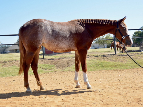 HorseID: 2289848 Better Be The Best - PhotoID: 1067726