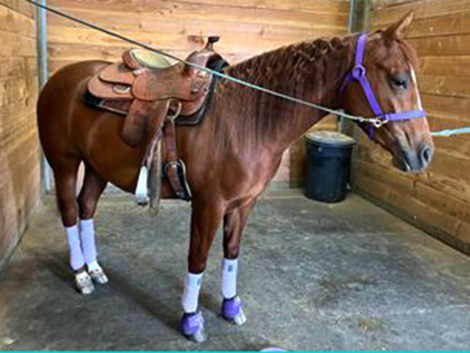 HorseID: 2290121 Now on Blue Rey - PhotoID: 1068108