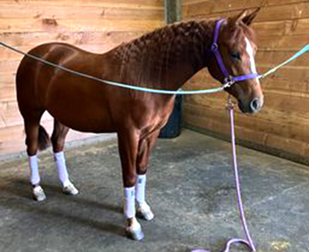 HorseID: 2290121 Now on Blue Rey - PhotoID: 1068109