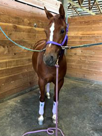 HorseID: 2290121 Now on Blue Rey - PhotoID: 1068110