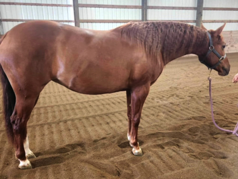 HorseID: 2290121 Now on Blue Rey - PhotoID: 1068111