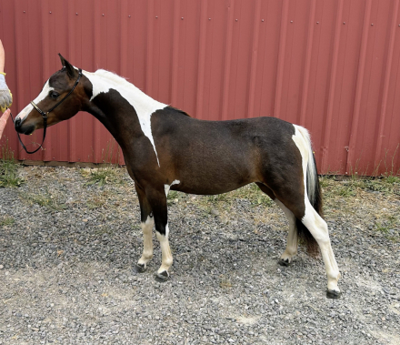 HorseID: 2291339 PF Colored And Coordinated - PhotoID: 1092763