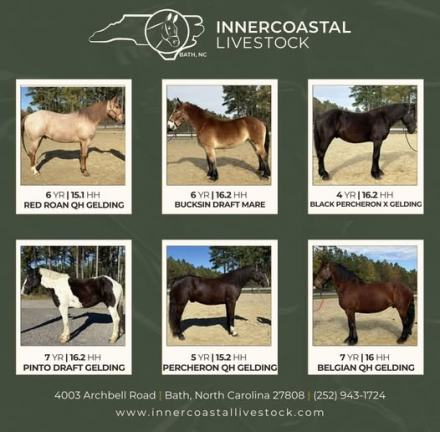 HorseID: 2291340 Horses For Sale - PhotoID: 1069853