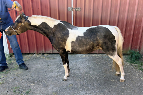 HorseID: 2291402 PF Truckin Along - PhotoID: 1092762