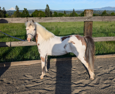 HorseID: 2291404 Sundance LB Deja Vu (HOF) - PhotoID: 1092766