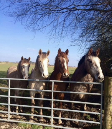 HorseID: 2291558 Irish Draught geldings and Youngstock - PhotoID: 1070055