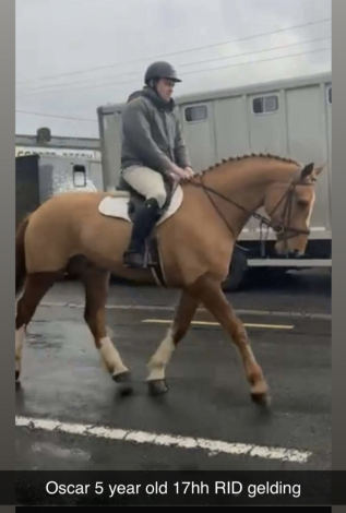 HorseID: 2291558 Irish Draught geldings and Youngstock - PhotoID: 1070056