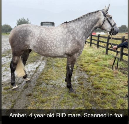 HorseID: 2291558 Irish Draught geldings and Youngstock - PhotoID: 1070057