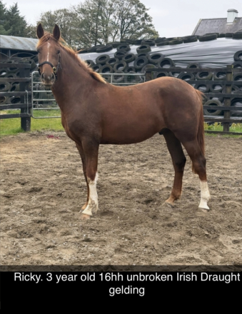 HorseID: 2291558 Irish Draught geldings and Youngstock - PhotoID: 1070058