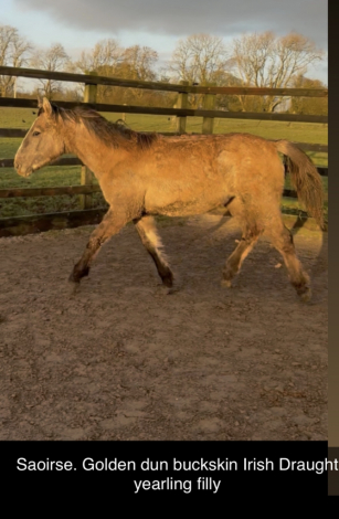 HorseID: 2291558 Irish Draught geldings and Youngstock - PhotoID: 1091587