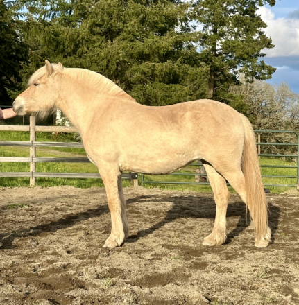 HorseID: 2292967 Zinnia - PhotoID: 1092698