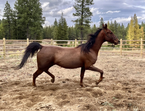 HorseID: 2293492 Barocko - PhotoID: 1094062