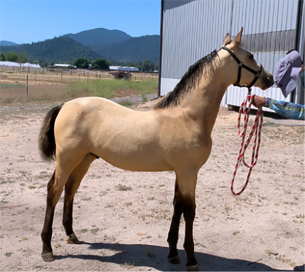 HorseID: 2293542 ATMF Kashmir - PhotoID: 1092996