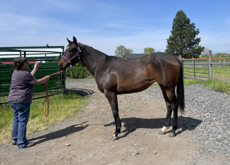 HorseID: 2293869 Alotta Hot Lukes - PhotoID: 1093051