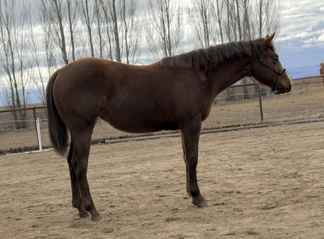 HorseID: 2294353 Gettin Pretty Hott - PhotoID: 1093770