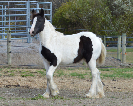 HorseID: 2294819 CHESTNUT OAK'S NOVA - PhotoID: 1088756