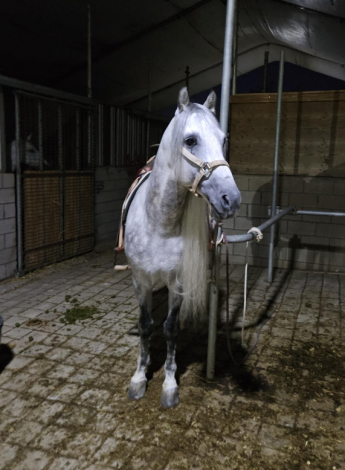 HorseID: 2294906 TOPITO/AZTECA HORSE - PhotoID: 1092796