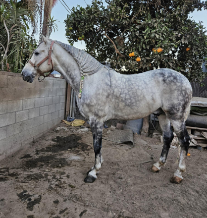 HorseID: 2294906 TOPITO/AZTECA HORSE - PhotoID: 1092797