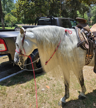 HorseID: 2294906 TOPITO/AZTECA HORSE - PhotoID: 1092798