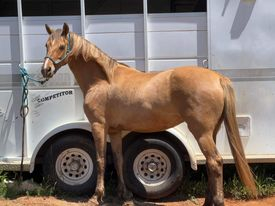 HorseID: 2295171 Silverado's Sweet Rose - PhotoID: 1093388