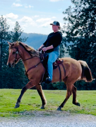 HorseID: 2295171 Silverado's Sweet Rose - PhotoID: 1093389