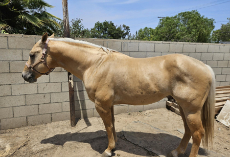 HorseID: 2295226 Butter and Soul - PhotoID: 1074949