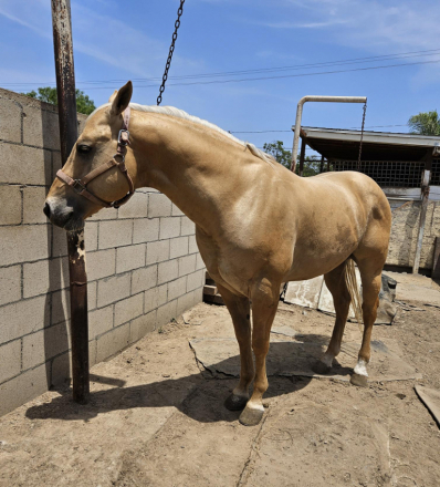 HorseID: 2295226 Butter and Soul - PhotoID: 1074950