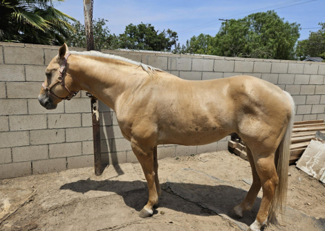 HorseID: 2295226 Butter and Soul - PhotoID: 1074951