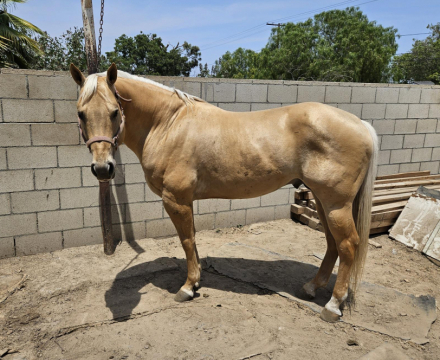 HorseID: 2295226 Butter and Soul - PhotoID: 1092793