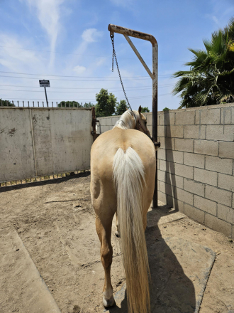 HorseID: 2295226 Butter and Soul - PhotoID: 1092794