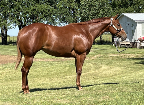 HorseID: 2295229 Ms. Premo - PhotoID: 1093342