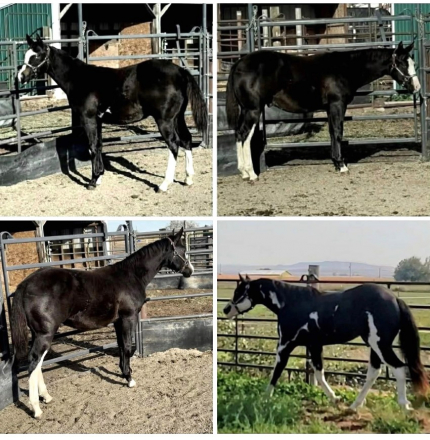 HorseID: 2296446 Maximized Pleasure Yearling stud colt - PhotoID: 1076700