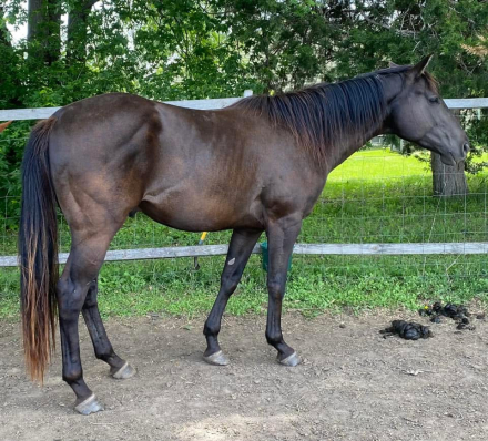 HorseID: 2296518 Hidden Gold FLF - PhotoID: 1094010