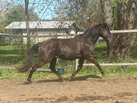 HorseID: 2296518 Hidden Gold FLF - PhotoID: 1094011