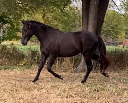 HorseID: 2296518 Hidden Gold FLF - PhotoID: 1094012