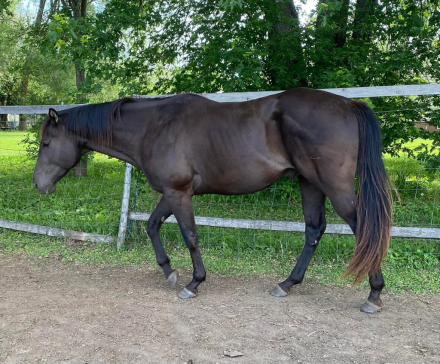 HorseID: 2296518 Hidden Gold FLF - PhotoID: 1094013