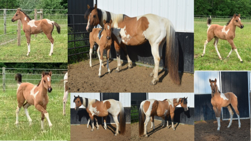 HorseID: 2296931 HOLLYWOOD HARLEYQUIN - PhotoID: 1092758