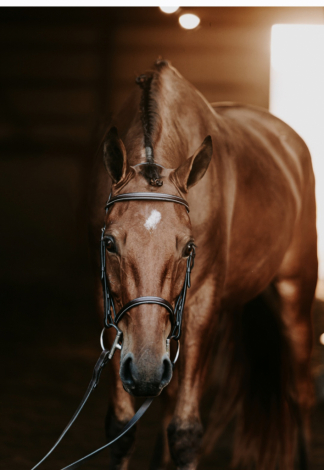 HorseID: 2296954 Lord Richard Croft - PhotoID: 1093772