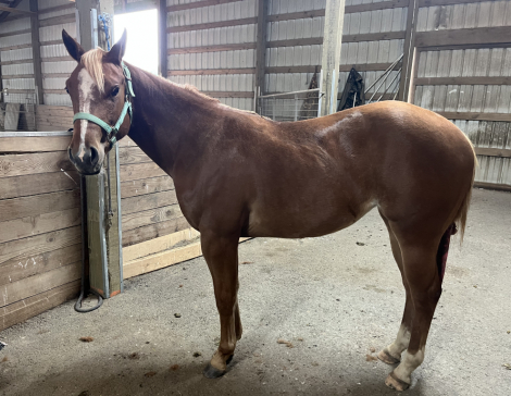 HorseID: 2297510 Minnie Went To Vegas - PhotoID: 1093482